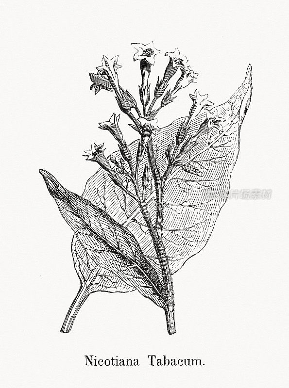 烟草(Nicotiana tabacum)，木版雕刻，1869年出版